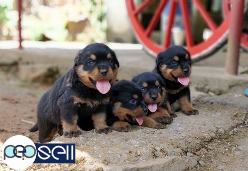 Rottweiler certified puppies for sale.. father direct IMPORT & mother d/o IMPORT.  in Chottanikara  2 