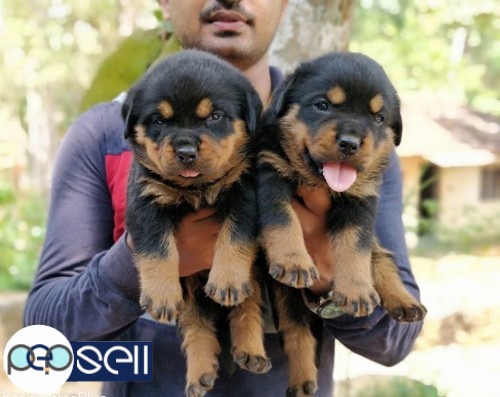 Rottweiler certified puppies for sale.. father direct IMPORT & mother d/o IMPORT.  in Chottanikara  3 