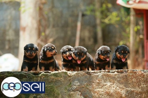 Rottweiler certified puppies for sale.. father direct IMPORT & mother d/o IMPORT.  in Chottanikara  4 