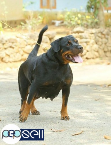 Rottweiler certified puppies for sale.. father direct IMPORT & mother d/o IMPORT.  in Chottanikara  5 