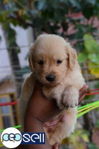 40 days old golden retriever pups for sale 0 