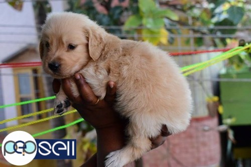 40 days old golden retriever pups for sale 2 