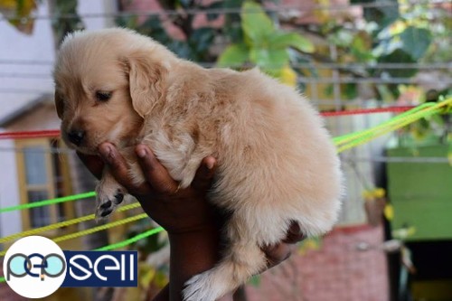 40 days old golden retriever pups for sale 4 