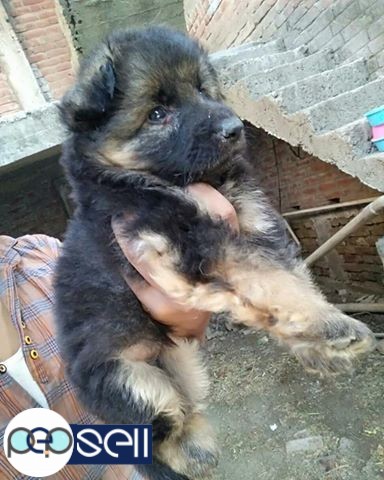 German Shepherd male and female available 0 