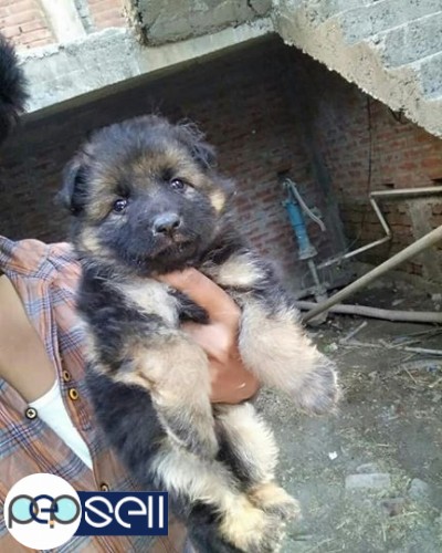 German Shepherd male and female available 1 