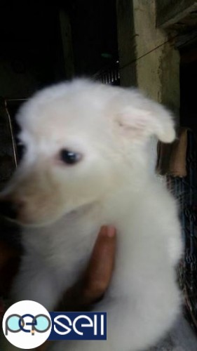 Spitz puppy for sale  0 