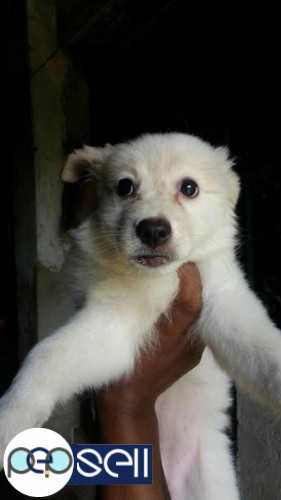 Spitz puppy for sale  3 