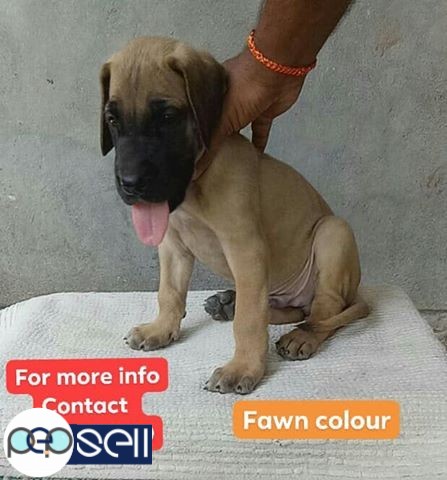 Great Dane puppy for sale in 2 colours fawn, Harley Quinn 0 