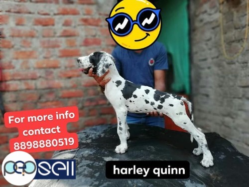 Great Dane puppy for sale in 2 colours fawn, Harley Quinn 1 