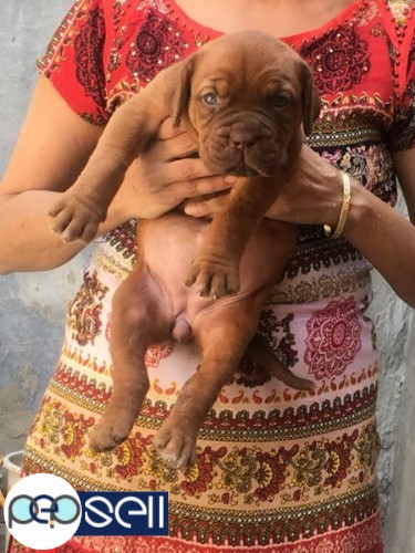 1 french mastiff female puppy for sale in Delhi Krishna Nagar 0 