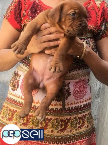 1 french mastiff female puppy for sale in Delhi Krishna Nagar 2 