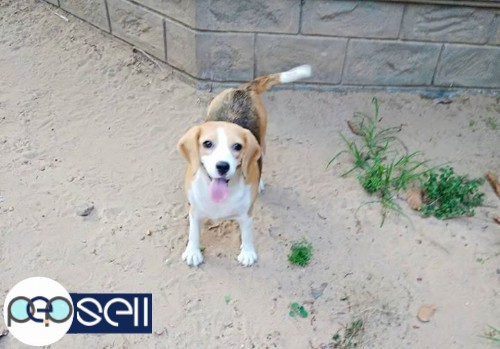Beagle Good Quality Adult Female Available with-out KCI For Pet Loving Homes. 1 