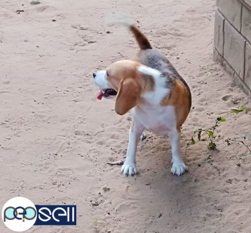 Beagle Good Quality Adult Female Available with-out KCI For Pet Loving Homes. 2 