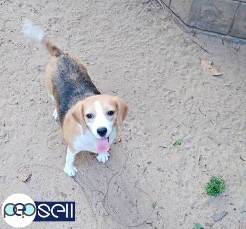 Beagle Good Quality Adult Female Available with-out KCI For Pet Loving Homes. 3 