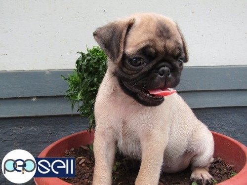 2 month old female pug puppy for sale 0 