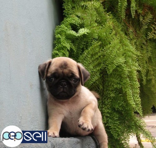 2 month old female pug puppy for sale 1 