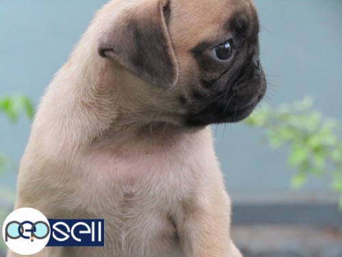 2 month old female pug puppy for sale 2 