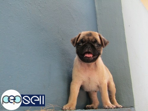 2 month old female pug puppy for sale 4 