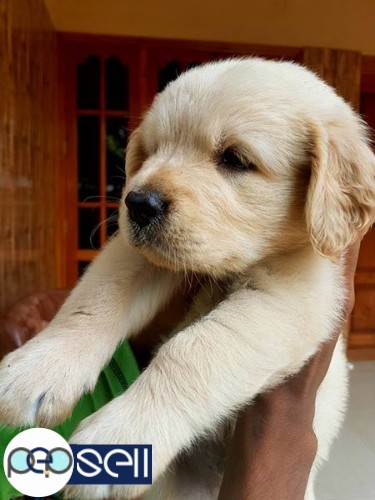 Golden Retriever puppy for sale at Kochi 0 
