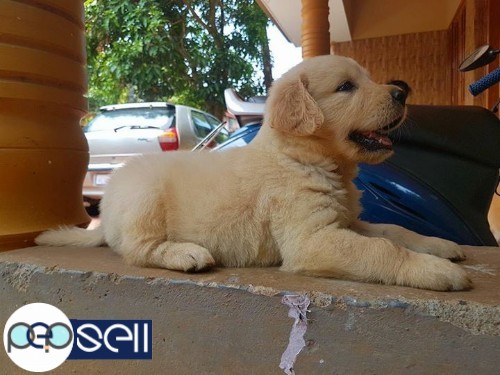 Golden Retriever puppy for sale at Kochi 2 