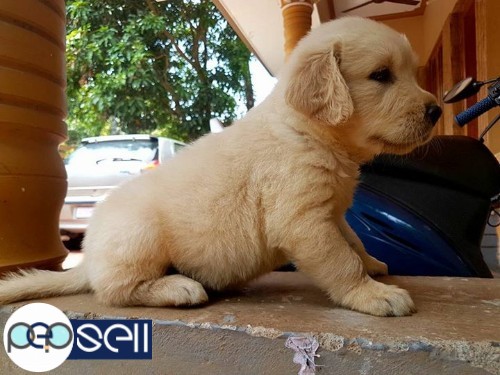 Golden Retriever puppy for sale at Kochi 3 
