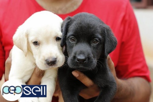Lab quality puppies for sale both male and female available 0 