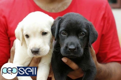 Lab quality puppies for sale both male and female available 1 