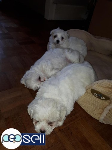 Healthy maltese bichon puppies 2 