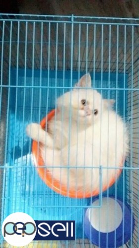 Female Persian Cat 3 month old for sale 0 