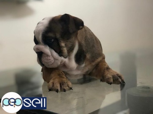 Bulldog pup male available 1 