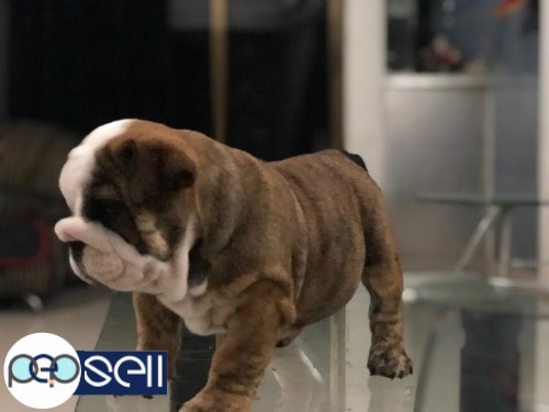 Bulldog pup male available 2 