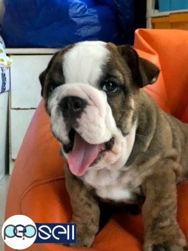 Bulldog pup male available 3 