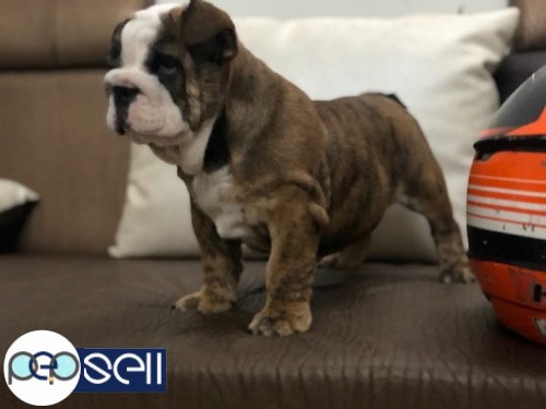 Bulldog pup male available 5 