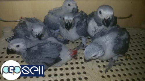 African Grey 45-50 days chicks in Thane 0 