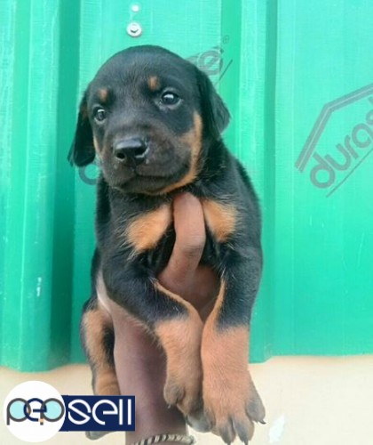 Doberman female puppy available for sale 0 