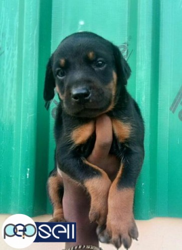 Doberman female puppy available for sale 1 