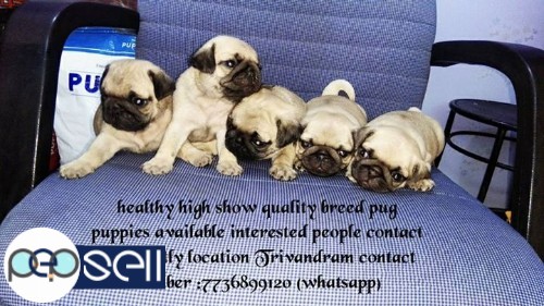 Show quality breeds available 0 