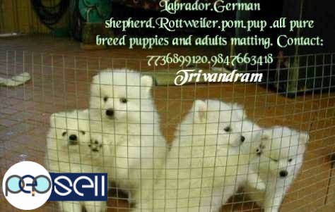 Show quality breeds available 2 