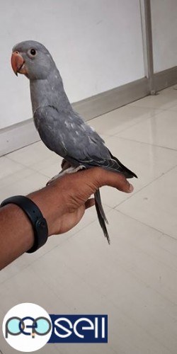 Grey Indian parrot for sale 0 