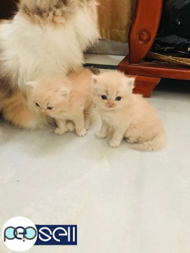 Persian cats for sale at Banglore 0 