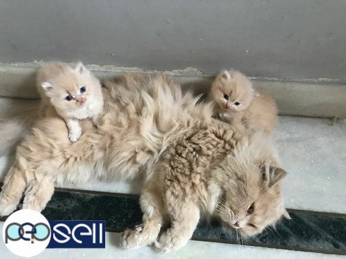 Persian cats for sale at Banglore 1 