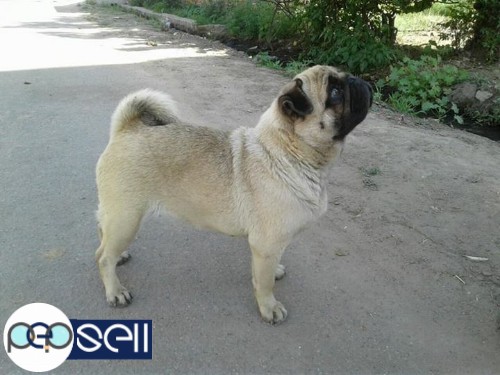 Pug female 2 years undernose for sale 0 