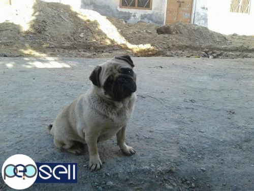 Pug female 2 years undernose for sale 1 