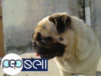 Pug female 2 years undernose for sale 2 