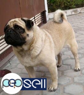 Pug female 2 years undernose for sale 3 