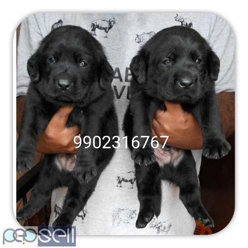 Show quality black Labrador puppies available in Bangalore both male and female  0 
