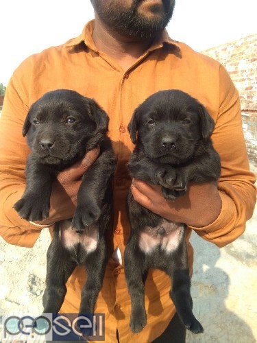 Show quality black Labrador puppies available in Bangalore both male and female  1 