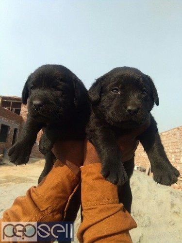 Show quality black Labrador puppies available in Bangalore both male and female  2 