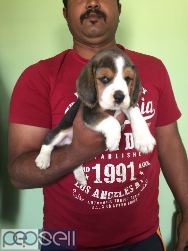 Top bloodline quality beagle puppies available in Bangalore both male and female  0 