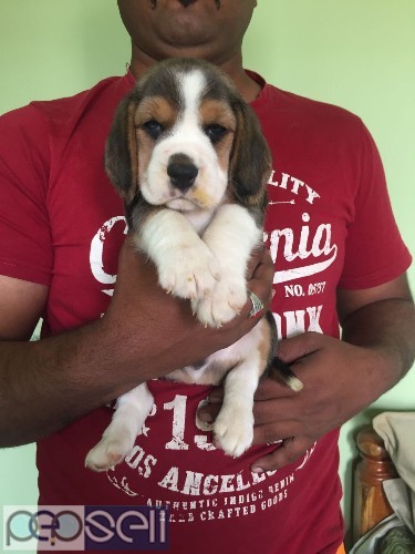 Top bloodline quality beagle puppies available in Bangalore both male and female  1 